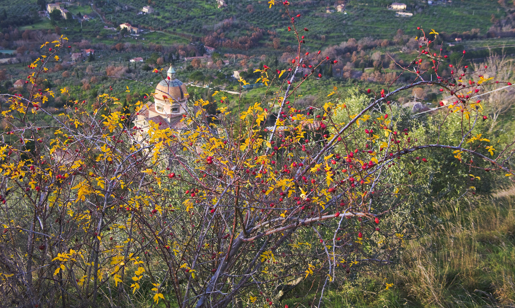 Fratta di Cortona (AR) - Festa dell'autunno - Settembre